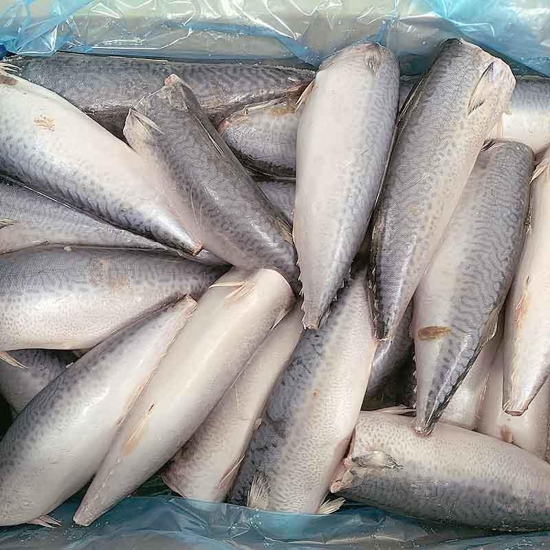 15563641458751 frozen Mackerel HGT - Image 1