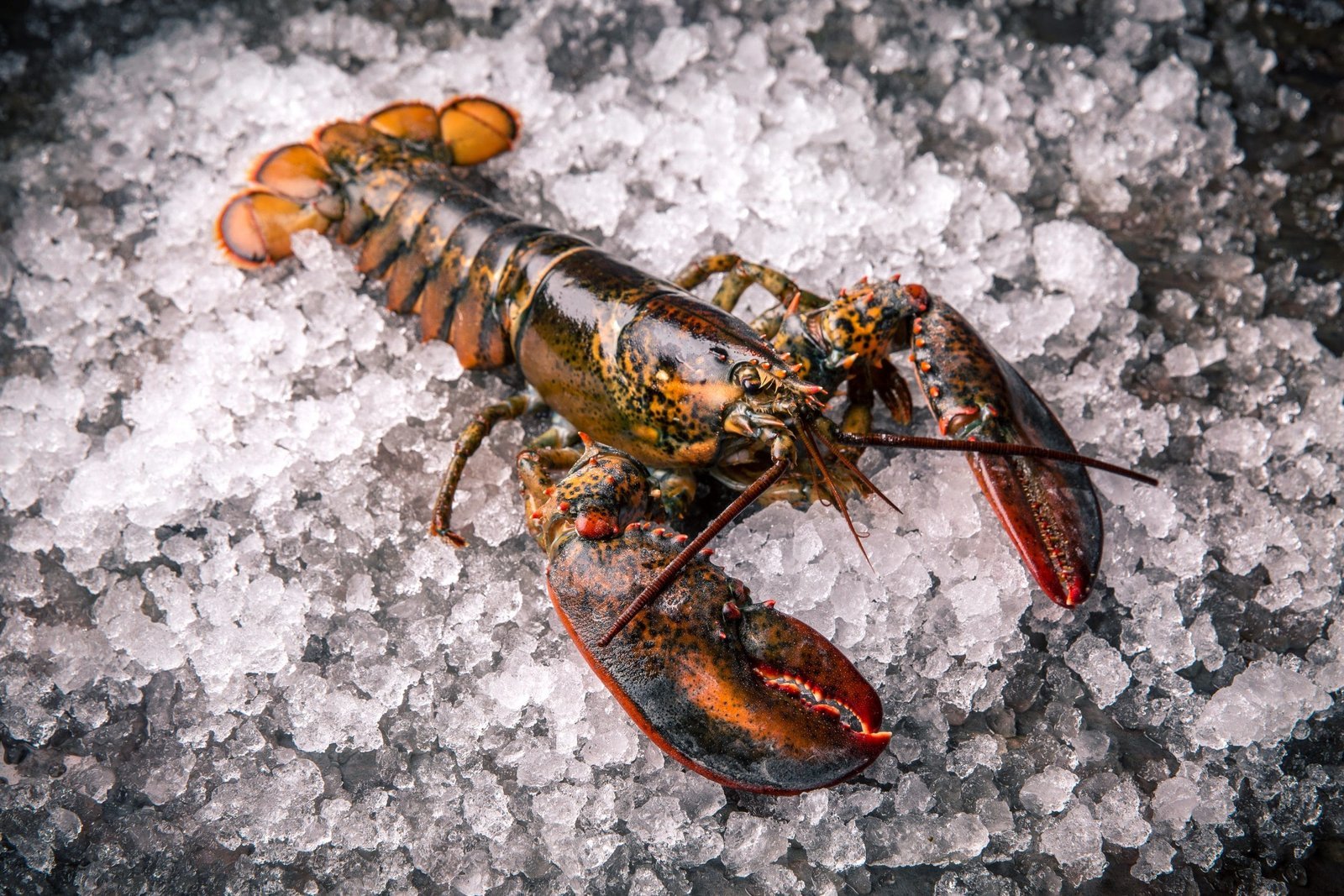 1E87B338-0CF4-4C9B-B5C3-3F70E6E8D27B-scaled Lobster 550-700g Native - Image 1